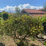 As Tapadinhas-douro